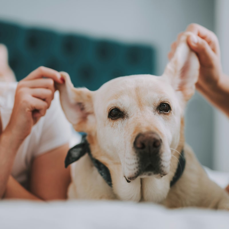 Dog with ears being pet