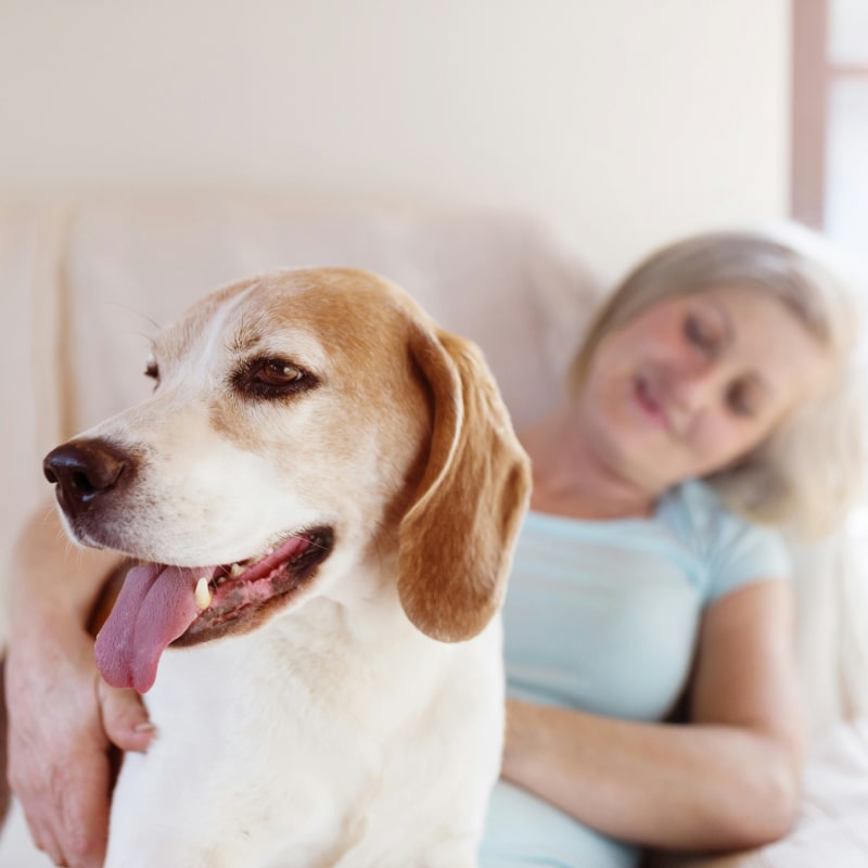 Woman cuddles beagle dog